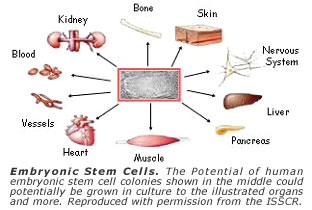 Embryonic Stem Cells